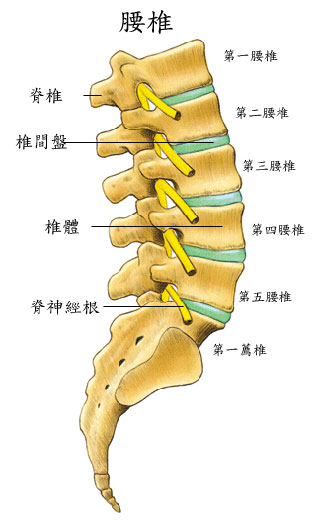 腰椎滑脱2.jpg