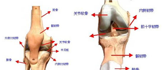 滑膜炎.jpg