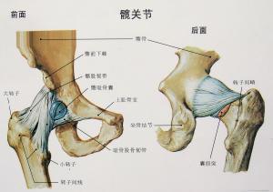 髋关节有积液是什么原因