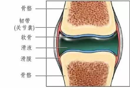 滑膜炎1.jpg